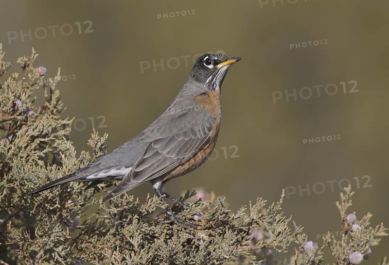 American Robin (Turdus migratorius), New Mexico, USA