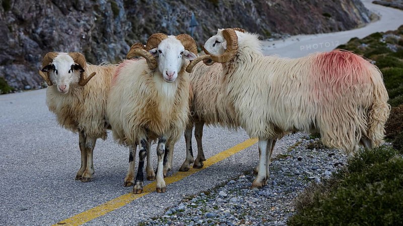 Three sheep with curled horns grazing next to dense bushes in the mountains, Kallikratis, Kallikratis Gorge, Sfakia, West Crete, Crete, Greek Islands, Greece