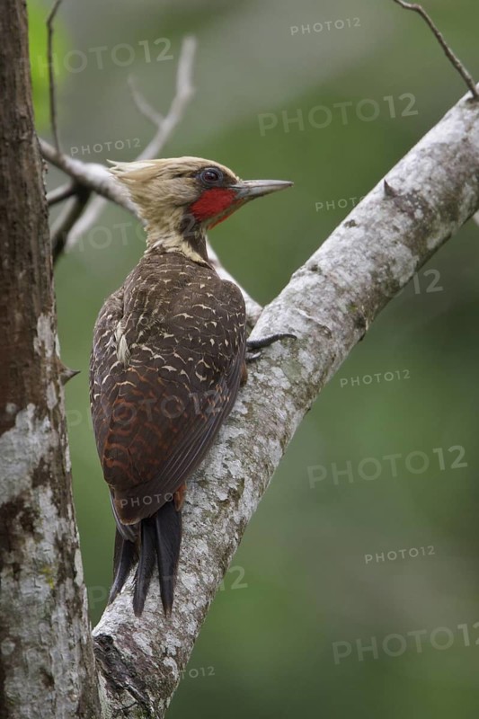 Pale-crested Woodpecker (Celeus lugubris) perched on a branch in Bolivia, South America