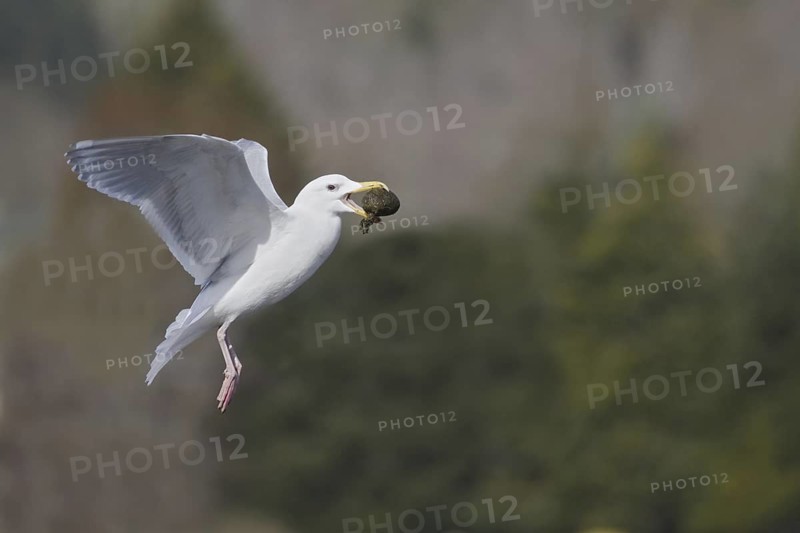 Glaucous-winged Gull (Larus glaucescens) flying, British Columbia, Canada