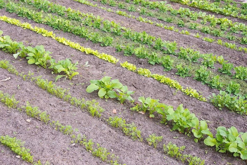 Vegetables grow in neat rows in the kitchen garden: carrots (Daucus carota subsp. sativus), also known as carrot, carrot root, yellow turnip, carrot, radish (Raphanus sativus var. sativus), also known as radish, lamb's lettuce (Valerianella), peas (Pisum sativum), also known as garden peas, spinach (Spinacia oleracea), also known as vegetable spinach, garden spinach or spinach, spring, spring, vegetable garden, garden, food, horticulture, soil, Allertal, Lower Saxony, Germany