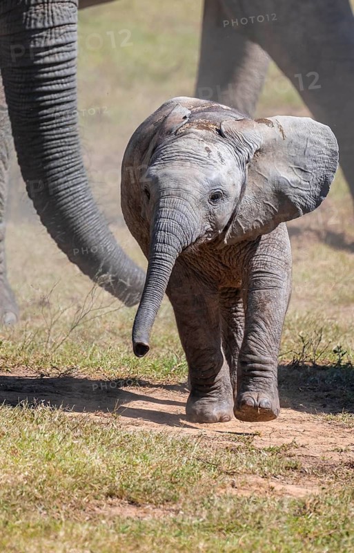 Cute little elephant, young animal, herd of African elephants (Loxodonta africana), Addo Elephant National Park, Eastern Cape, South Africa