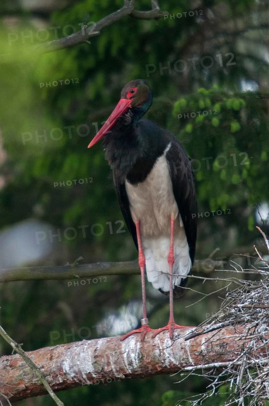 Black stork, ciconia nigra, black stork, birds, breed, brood, ciconiiformes, high size, portrait format, nest, walking birds, wading birds, stork, stork, storks, birds