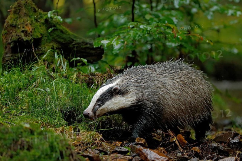 European badger in the forest, animal in the nature habitat, Germany, central Europe
