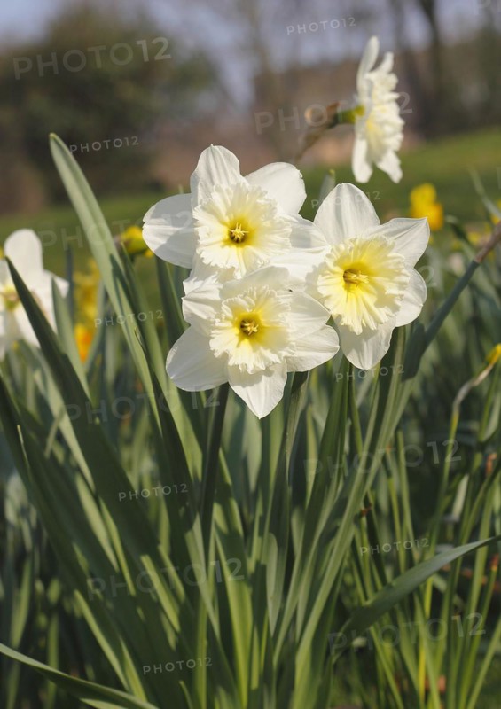 Large-crowned narcissus (Narcisuss), North Rhine-Westphalia, Germany