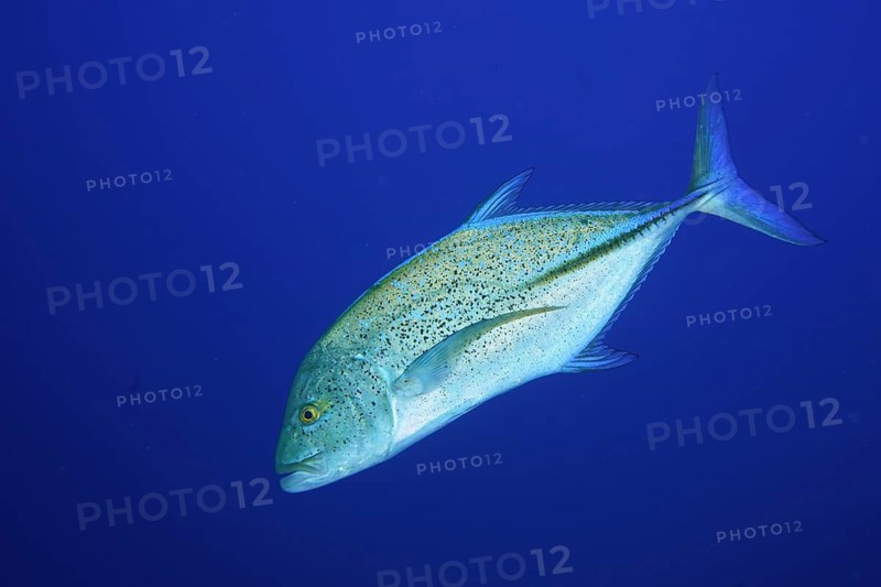 Bluefin mackerel (Caranx melampygus)