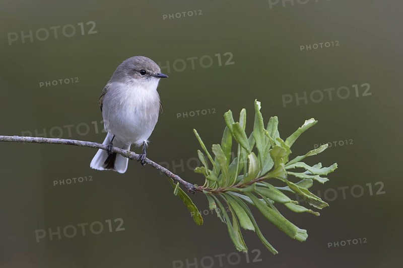 Jacky Winter (Microeca fascinans), Victoria, Australia