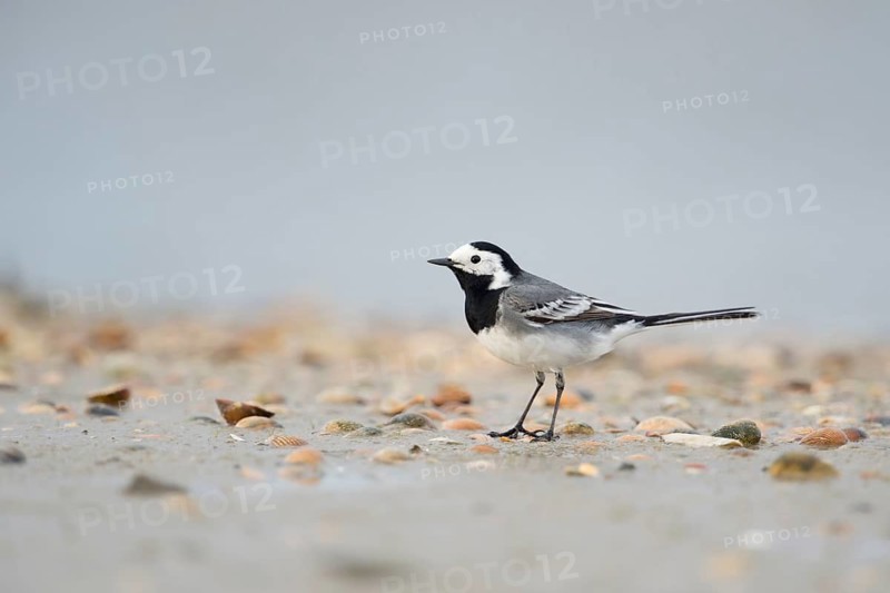 White Wagtail (Motacilla alba) on beach, Schleswig-Holstein, Germany