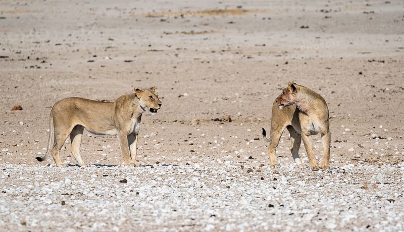 Lions (Panthera leo), two adult females, Nebrowni waterhole, Etosha National Park, Namibia
