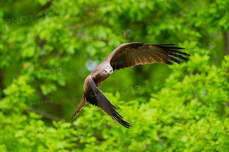 Black kite (Milvus migrans) flying in a forest in early summer, Bavaria, Germany