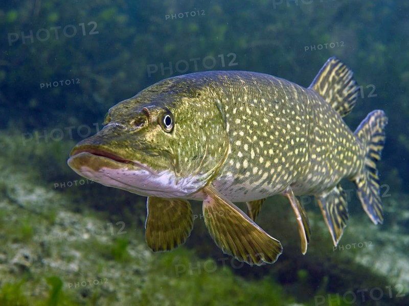 Close-up of a pike swimming underwater with a patterned green body and an attentive look, Parkhaus Post dive site, Überlingen, Lake Constance, Germany