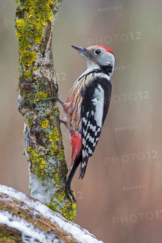Middle Spotted Woodpecker (Dendrocoptes medius), Saxony-Anhalt, Germany