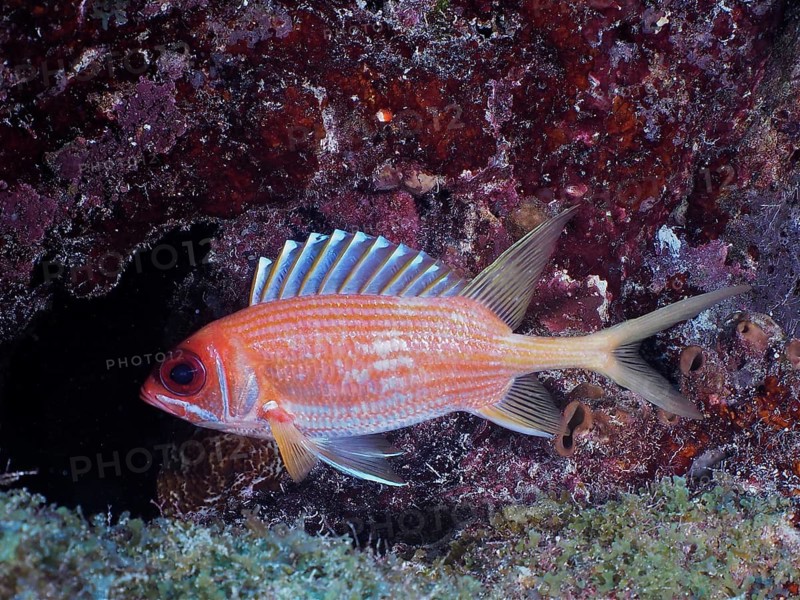 Long-spined hussar (Holocentrus rufus)