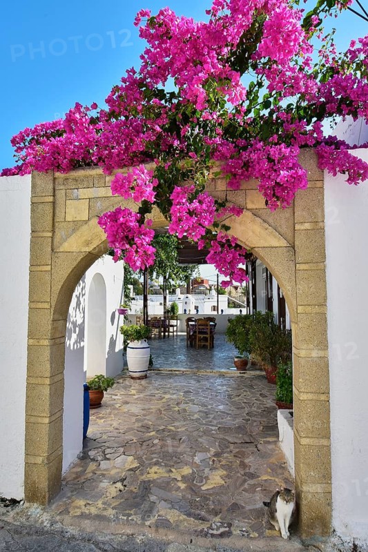 A romantic arch decorated with pink flowers leads to an area with white architecture and a stone path decorated with plants, under a clear, sunny sky, Asklipio village, Asklipion, Rhodes, Dodecanese, Greek Islands, Greece