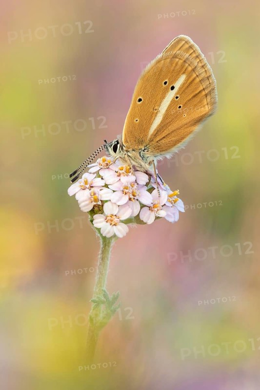 Ein Weibchen des Weißdolch Bläuling (Polyommatus damon). Auch Streifenbläuling genannt