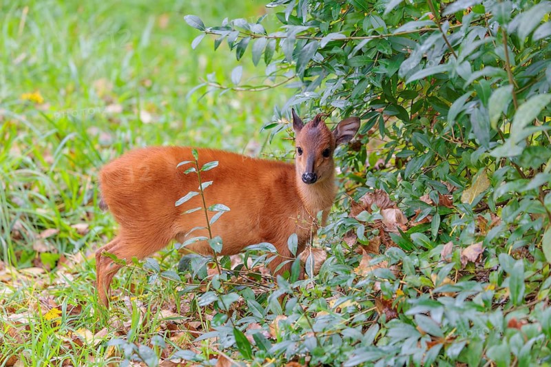 A female red forest duiker, Natal duiker or Natal red duiker (Cephalophus natalensis) stands on a green meadow, very close to a bush