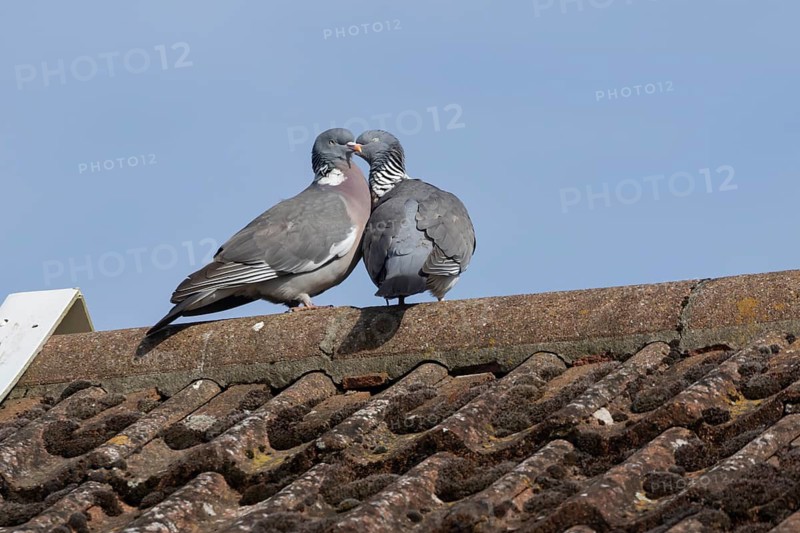 Wood pigeon (Columba palumbus) two adult birds performing their courtship display on an urban rooftop, England, United Kingdom