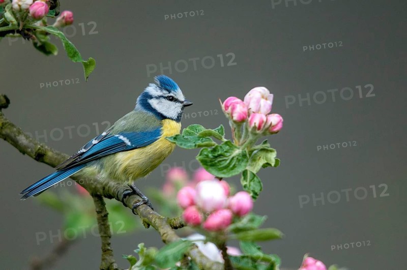 Blue tit, Parus caeruleus, birds, spring, garden, meadow orchard, tit, passeri, songbirds, song birds, jump, orchard, tits, birds