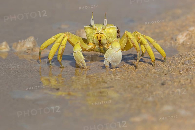 Horned ghost crab, beach, mudflat, horned eye sand crab, Indo-Pacific riding crab, Geisetr crab, crab, crayfish, decapod crab, water body, Raysut, Salalah, Dhofar, Oman