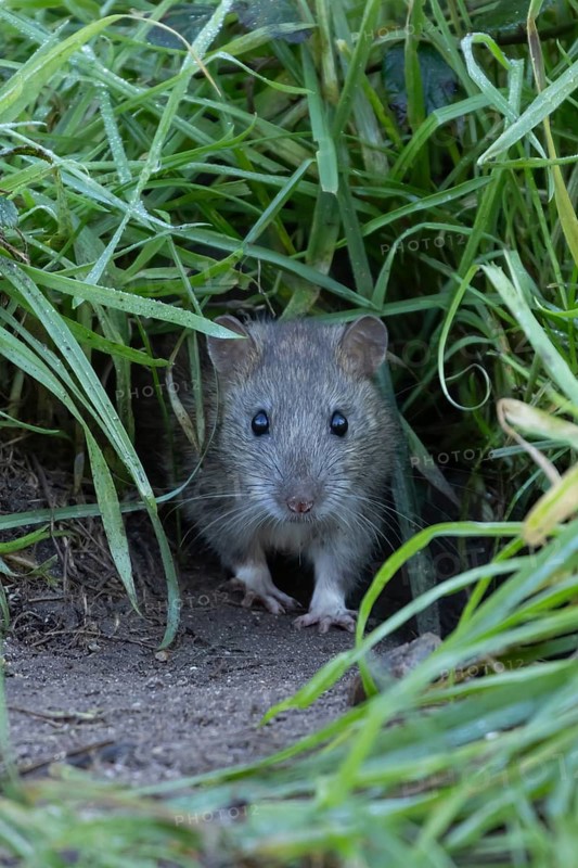 European brown rat (Rattus norvegicus) adult rodent animal emerging from it burrow hole, England, United Kingdom