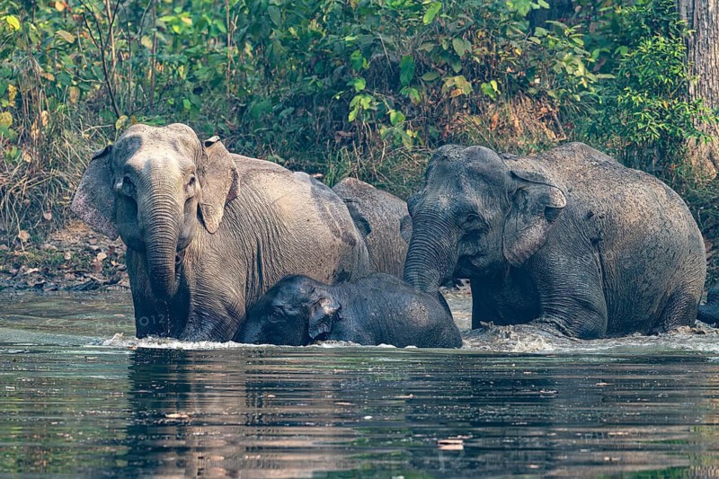 Wild elephant herd at waterhole, Asian elephant, Elephas maximus, Bardia National Park, jungle, jungle, Nepal