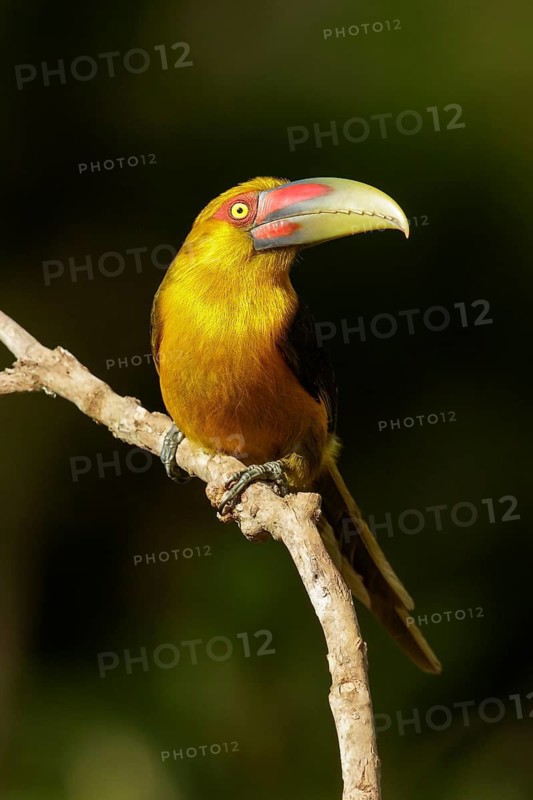 Saffron Toucanet (Pteroglossus bailloni) perched on a branch in the Atlantic Rainforest Region of Brazil