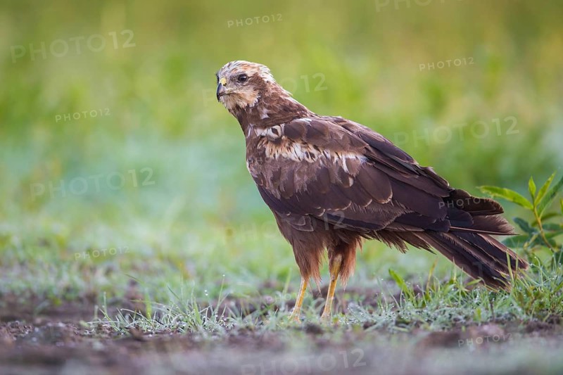 Western Marsh Harrier (Circus aeruginosus), Poland