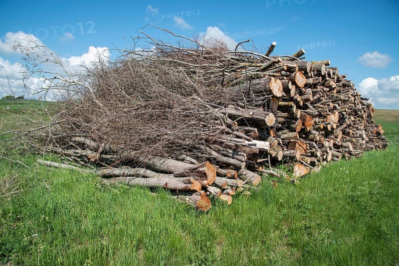 Pile of logs and branches of felled trees in Ystad, Skåne County, Sweden, Scandinavia