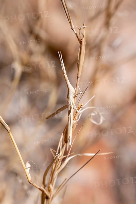 Field grasshopper (Acrida turrita), well camouflaged in dry grass, camouflage, Namib-Naukluft Park, Namibia