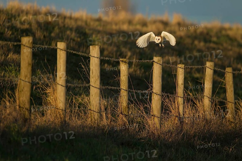 Barn owl (Tyto alba) adult bird taking off in flight from a fence post, Norfolk, England, United Kingdom