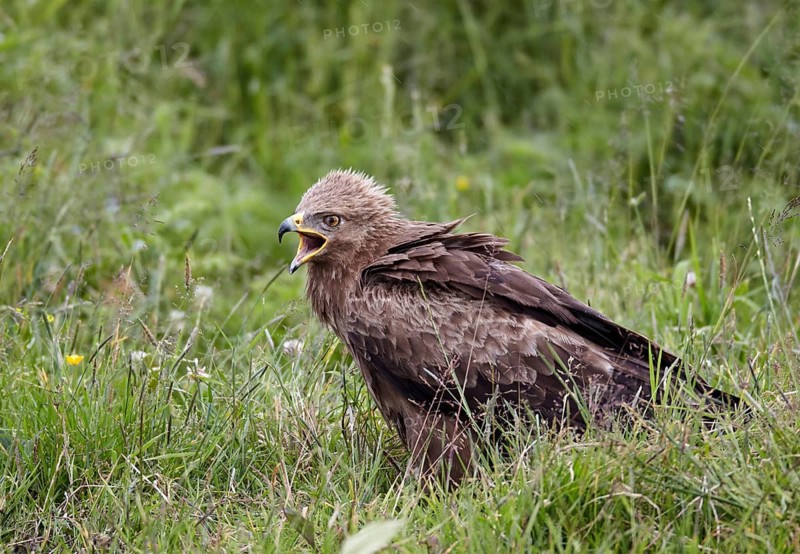 Lesser Spotted Eagle (Clanga pomarina) calling on grassland, Mecklenburg-Western Pomerania, Germany