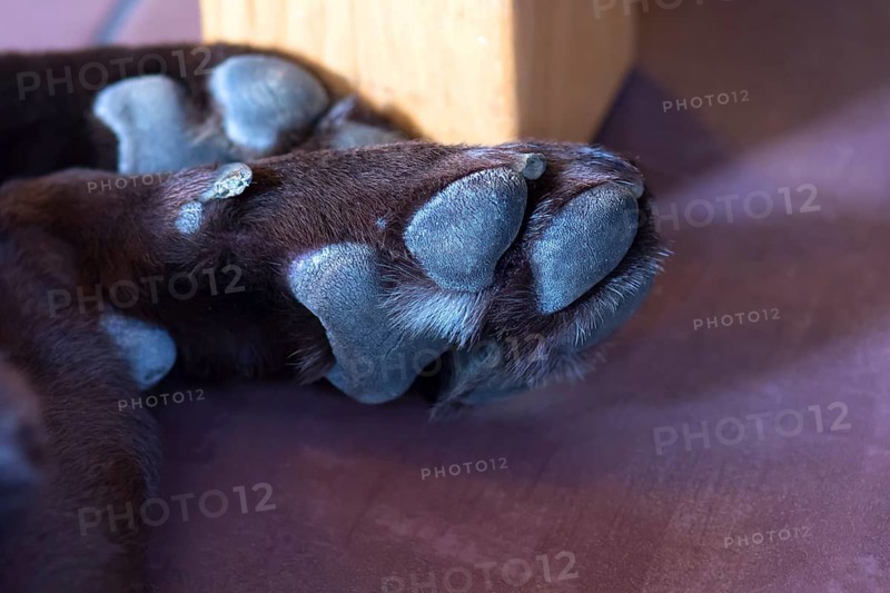 Labrador's paw, Baden-Württemberg, Germany