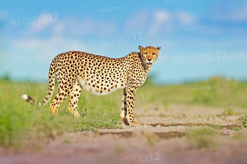 Cheetah, Acinonyx jubatus, wild cat on the road. Fastest mammal on the land, Botswana, Africa. Cheetah in grass, blue sky with clouds. Spotted wild cat in nature habitat. Wildlife scene from nature