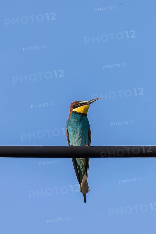 A vibrant European bee-eater perches gracefully on a wire against a clear blue sky. Its colorful plumage adds a splash of life to the serene background