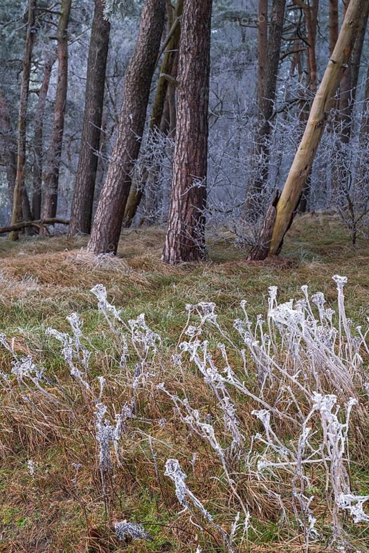 View of frozen grasses in front of a spruce forest frozen with hoarfrost, landscape photo, nature photo, flora, fauna, portrait, trees, grasses, moss, forest area, winter, snow, ice, frost, cold, season, cosy, winter, snow, ice, frost, cold, season, cosy, Neustadt am Rübenberge, Hanover Region, Lower Saxony, Germany