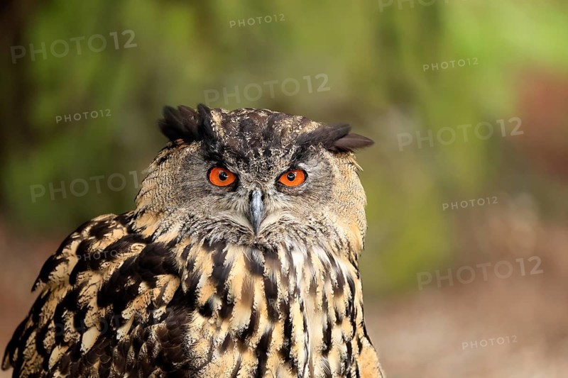Eurasian Eagle-owl (Bubo bubo), adult, portrait, alert, Rhineland-Palatinate, Germany