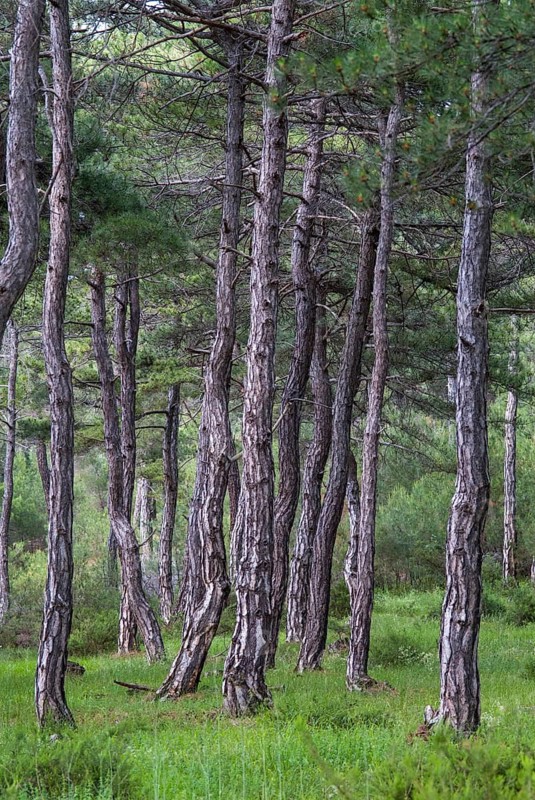 Dadia, Greece, Rhodope Mountains, Greece, high size, portrait, landscape, countries, coniferous forest, national park, nature reserve, nature reserve, travel, travels, forest, wood