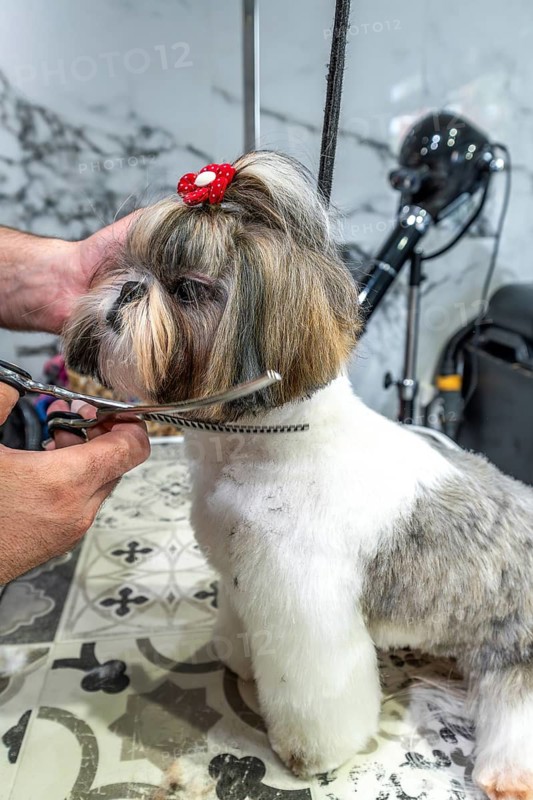 Dog groomer carefully cutting the fur of a shih tzu standing on a table in a pet salon, providing professional grooming and care for the cute domestic animal