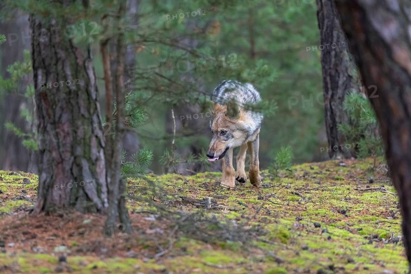 One young male eurasian gray wolf (Canis lupus lupus) running thru a forest with rocks and heather. Green vegetation in the background