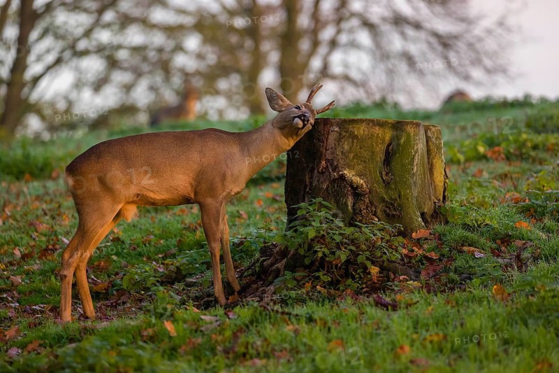 A roebuck (Capreolus capreolus) rubbing its head against a tree stump at sunrise