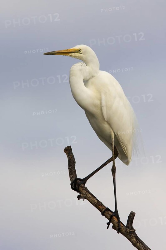 Great Egret (Ardea alba modesta), Australian Capital Territory, Australia