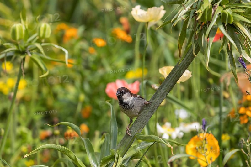 One male house sparrow (Passer domesticus) collecting insects in a flowering field of poppy (Papaver spec.) during breeding time