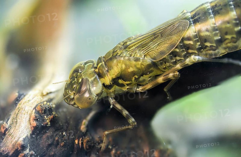 Aeshna cyanea, blue-green mosaic maiden, southern hawker, anisoptera, dragonflies, insects, larva, larva, dragonflies, odonata
