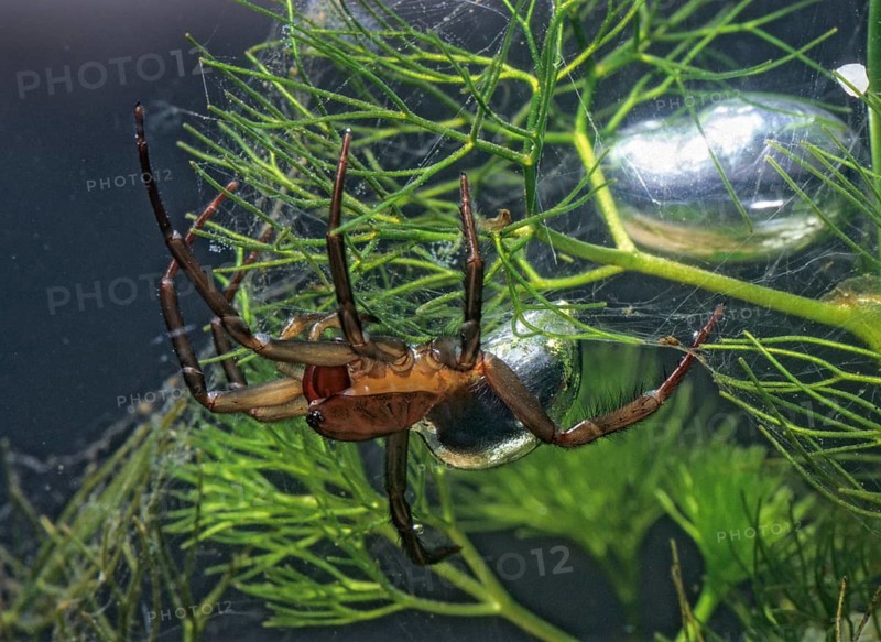 Argyroneta aquatica, diving bell spider, arachnids, water spider, aquatic, leo, spiders, spiders