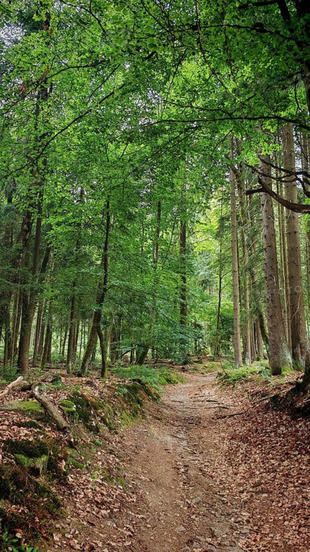 Narrow forest trail covered with leaves, surrounded by tall trees, hiking in the Fichtelgebirge nature park Park, Upper Franconia