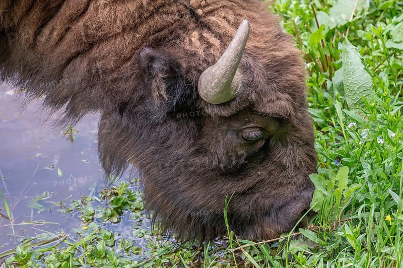 European bison (Bison bonasus)  drinking water, wildlife park, Bavaria, Germany