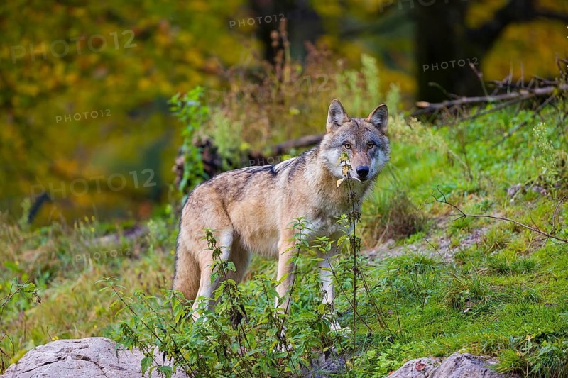 One eurasian gray wolf (Canis lupus lupus) stands on a hill, observing the area. A forest in fall colours in the background