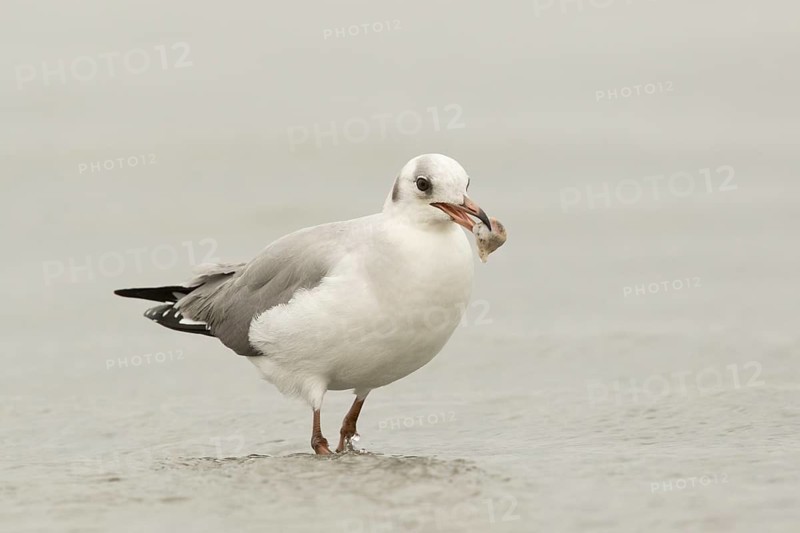 Grey-headed Gull (Chroicocephalus cirrocephalus), Gambia