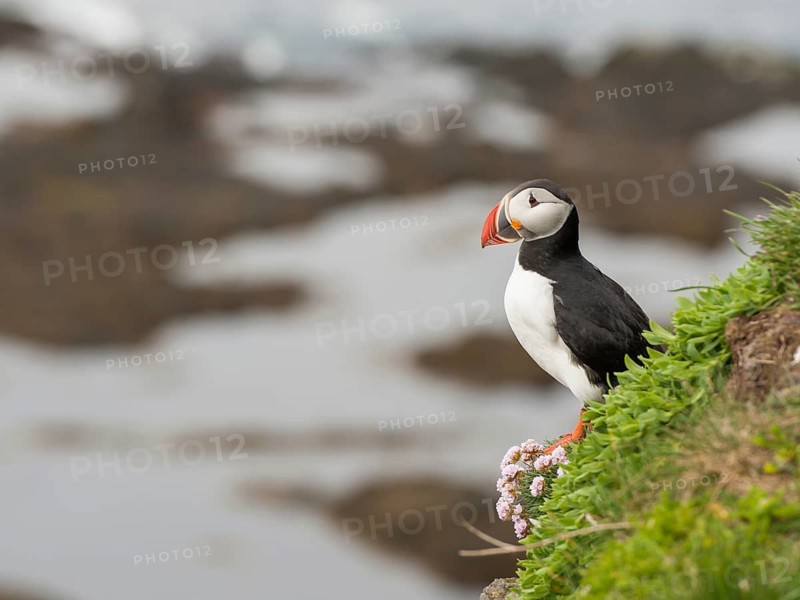 Atlantic Puffin (Fratercula arctica), Látrabjarg, Iceland