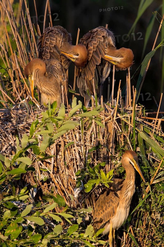 Purpurreiher, Purple Heron, Ardea purpurea, Héron pourpré, Garza Imperial